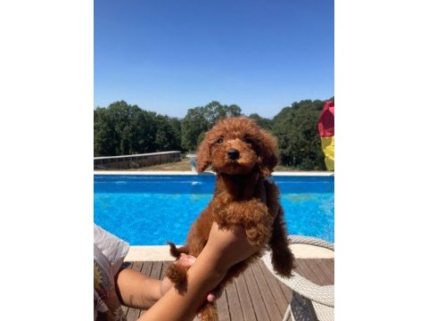 2 aylık dişi ve erkek red toy poodle yavru karma aşılı