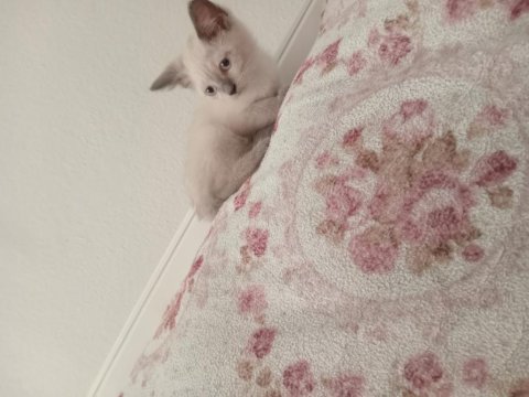 Kedi anne scottish baba british