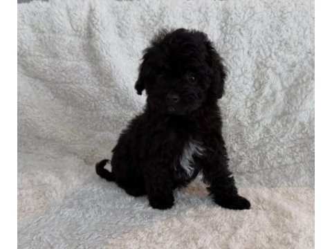 Black yorkshire terrier