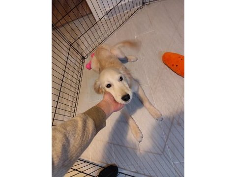 4.5 aylık dişi acil eğitimli golden retriever yavrum