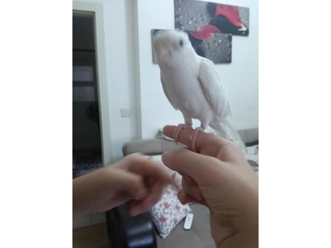 Erkek yavru sultan papağanı ile takas olunur