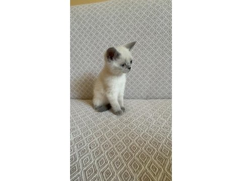 Scottish fold ve british shorthair yavrularımız
