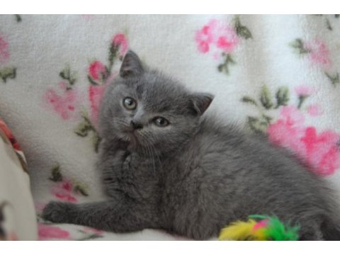 British shorthair yavruları