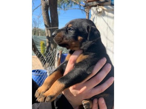 A kalite safkan doberman yavruları