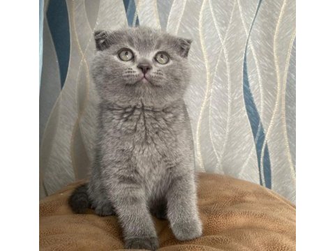 45 günlük erkek scottish fold (kırık kulak)