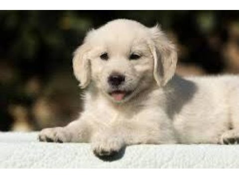 Ruhsatlı köpek çifliğinden golden yavrular a scrli