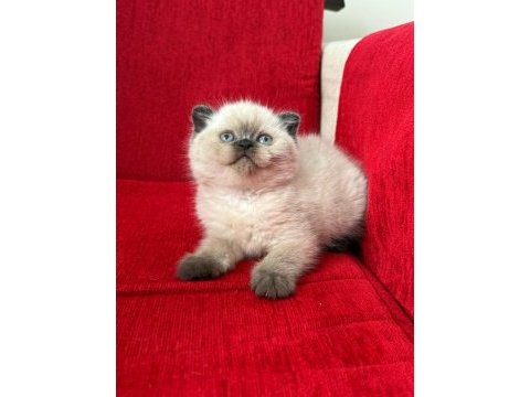 Maviş gözlü mükemmel scottish fold