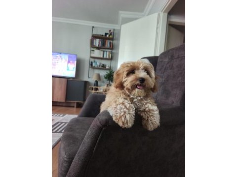 Maltipoo bebekler