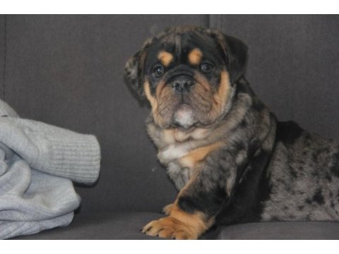 Sitenin en renkli en mütevazi bulldog şekerleri