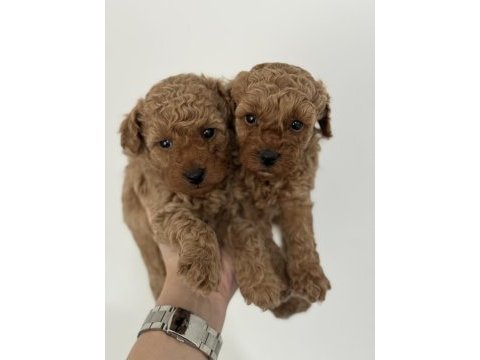 Tüy dökmeyen koku yapmayan toy poodle