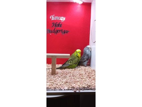 Show jumbo çift kuşlarımız