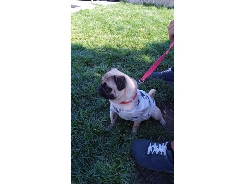 Sahibinden dişi pug