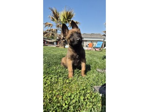 Secereli eğitimli belçika malinois yavruları 