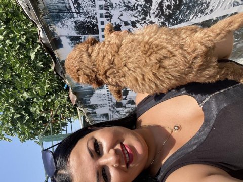 Kilo garantili toy poodle yavrularım