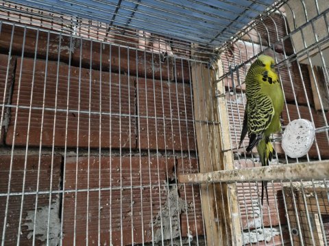 1.5 yaşında erkek jumbo muhabbet kuşu