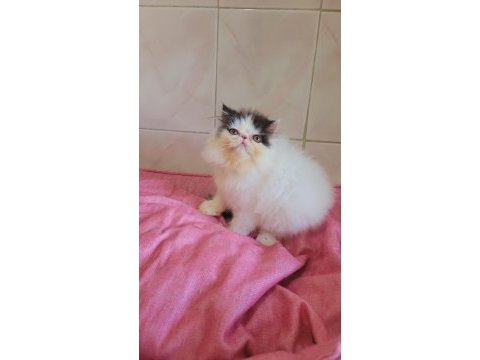 Full şecereli şampiyon kan hattı exotic shorthair snoppy