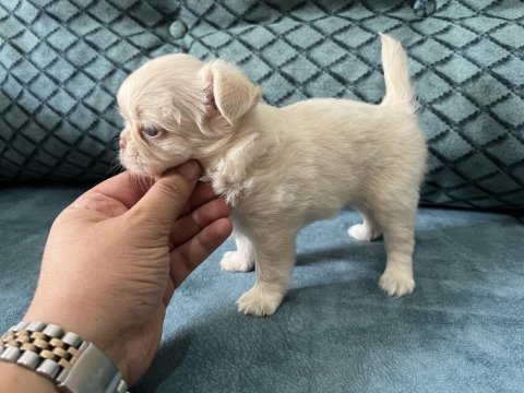 Orj şivava longhair ırk garantili dişi yavru