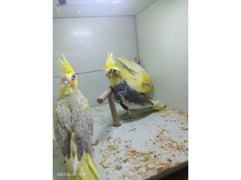 Yavru sultan papağanlar 2 aylik