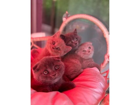 Scottish fold bebeklerimiz