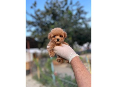Toy poodle bebekler referans yavru