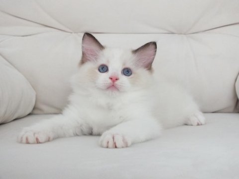 Full şecereli ragdoll yavruları