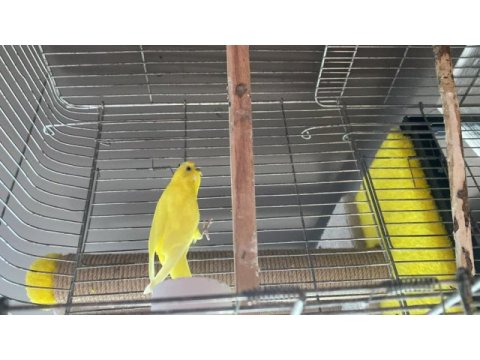 Lutino çek kırması dişi muhabbet
