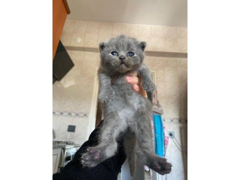 Scottish fold ve straight gri