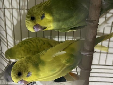 45 günlük muhabbet bebeklerimiz