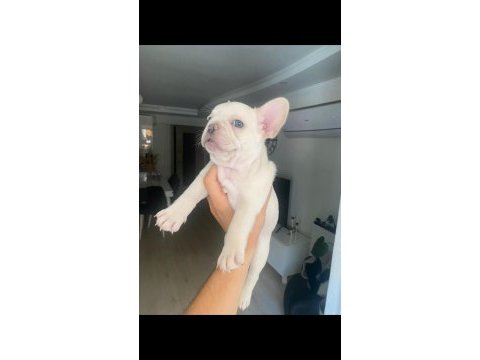 French bulldog platinium