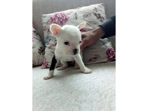 Fransız buldog yavrular