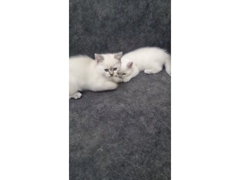 British shorthair güzelliklerim teslime hazır