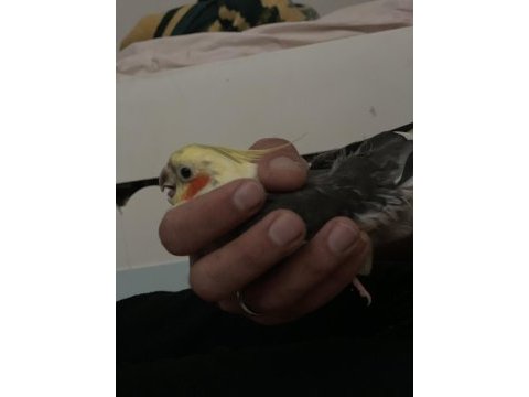 6 aylık sultan papağanı