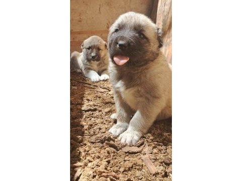 Orjinal kangal köpeği yavrular