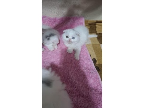 Küçük scottish fold minnoşum