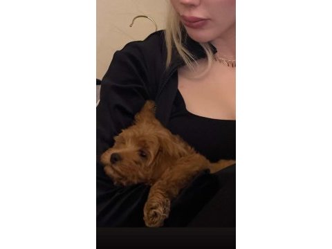 Maltipoo bebek