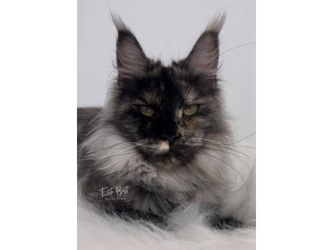 Türkiyenin her yerine teslim renk renk xxl maine coon