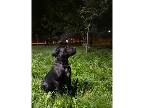 5 aylık cane corso