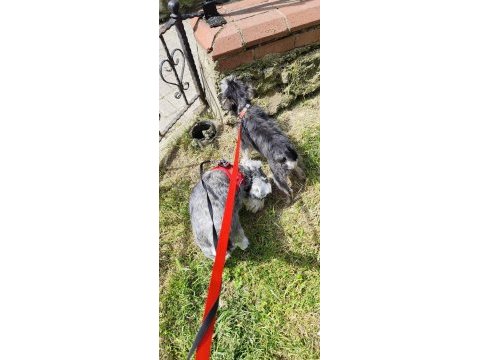 Muhteşem bebekler anne altından rezerve köpeğimiz