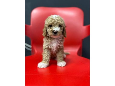 Poodle kalıtesınde safkan maltipoo
