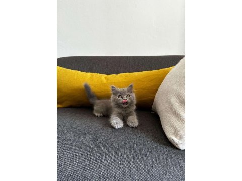 2 aylık gri british shorthair yavru