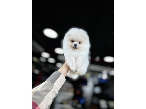 Pomeranian boo köpekler 60 günlük