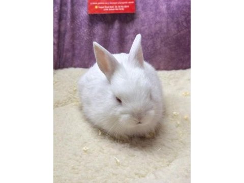 Cüce netherland dwarf tavşanlar