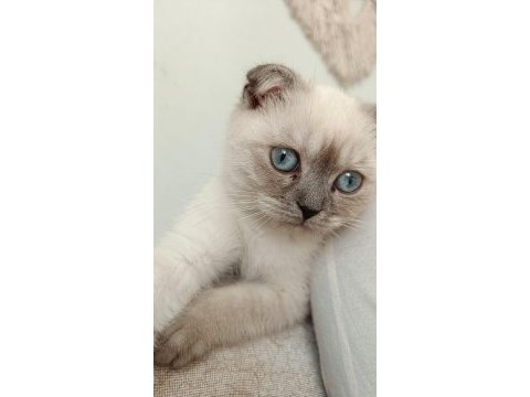 Scottish blue point