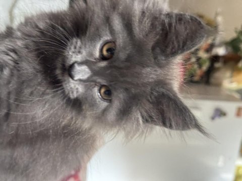 Maine coon kedileri