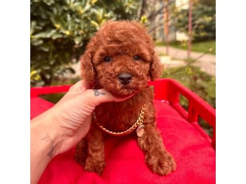 Sevimli toy poodle yavrularımız