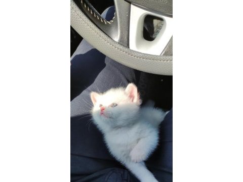 Beyaz british shorthair