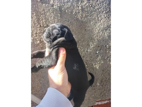 Mükemmel kalitede pink taşıyıcı dişi pug yavrular