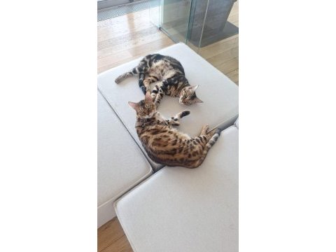 Maine coon anne bengal baba melez kedimiz