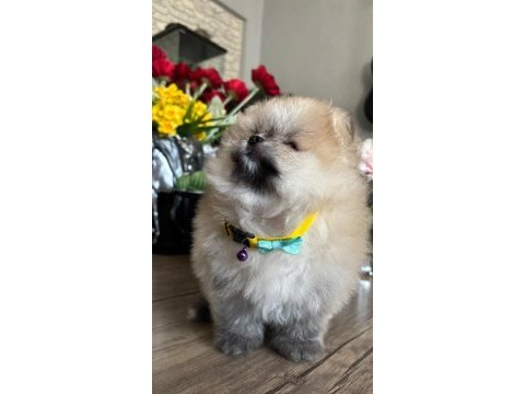 Pomeranian boo orjinal
