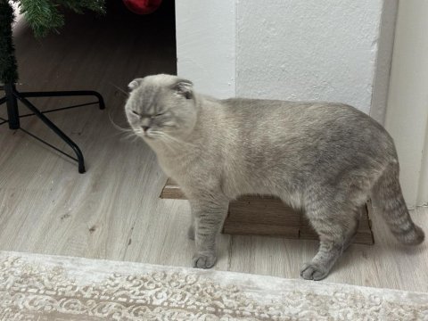 Scottish fold yakışıklıya sıcak yuva aranıyor